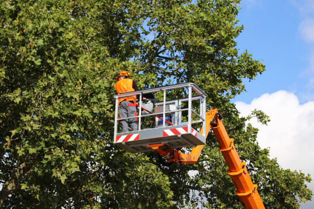 Professional Tree Removal and Landscaping Services in Carrabelle, FL